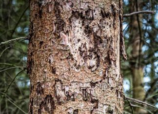 Windwürfe & Käfer machen Bauern zu schaffen: Jeder dritte Baum ist Schadholz