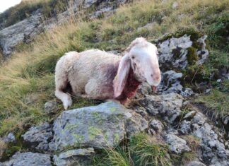 “Da Summa is umma” – Almabtrieb mit Trauerflor