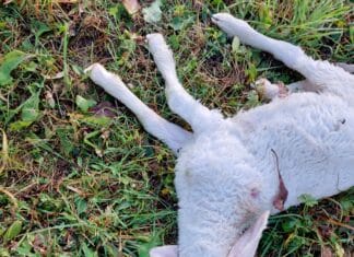 Wie es sich anfühlt, wenn einem die geliebten Tiere genommen werden…