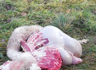Der Wolf hat im Gailtal wieder zugeschlagen