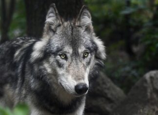 Abgeschossene Wölfin war zwei Jahre alt: Wolfsexperte gibt Details bekannt