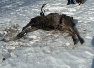 Wolf treibt im Gailtal sein Unwesen