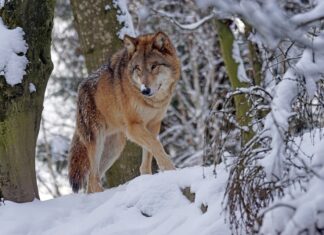 “Völlige Eskalation”: WWF kritisiert Land heftig nach zweitem Wolf-Abschuss in Kärnten