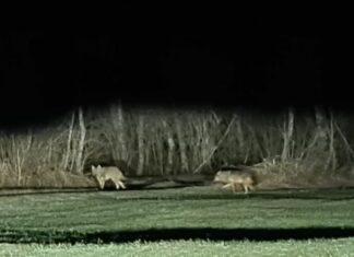 ÖSV-Trainer Werner Franz wurde von zwei Wölfen überrascht