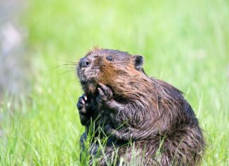 Starker Biber-Zuwachs: Tiere dürfen in Ausnahmefällen bejagt werden
