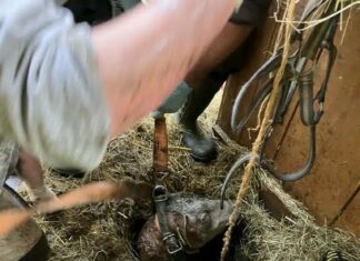 Florianis bergen totes Pferd und befreien eine Kuh aus einer Güllegrube