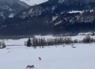 Wieder Wolfsichtung im Gailtal