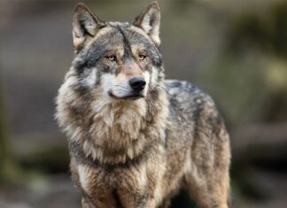 Wölfe in Kärnten: vorausschauender Schulterschluss für die Zukunft wichtig