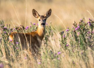 41.500 Rehe werden jährlich auf Österreichs Straßen getötet