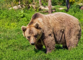 Bär in Arnoldstein verwüstete Bienenstöcke