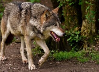 2022 rissen Wölfe in Kärnten fast 400 Nutztiere