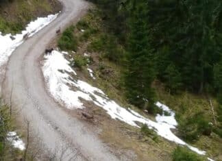 Rudel mit acht Wölfen auf der Görtschacher Alm gesichtet