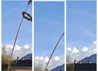 Saak: Zwischenfall beim Maibaumaufstellen