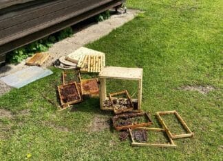 Bär plündert Bienenstock in der Gemeinde Hermagor