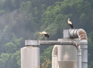 Die Störche sind im oberen Gailtal zu Besuch
