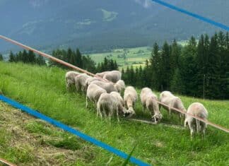 Der Wolf als Zaungast in Unterbuchach