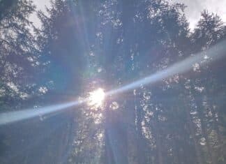 Woche des Waldes startete in Kärnten