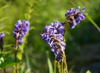 Wulfenia steht in voller Blüte