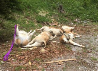 Mit Hubschrauber geborgen: Wölfe vermutlich für den Tod von fünf Kalbinnen verantwortlich