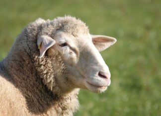 VGT-Obmann stellt Kärntner LH-Vize Martin Gruber Fragen zur “Almhaltung“ Schafe