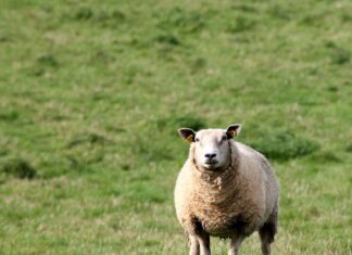 VGT zeigt Gailtaler Schafhalter:innen wegen Tierquälerei an