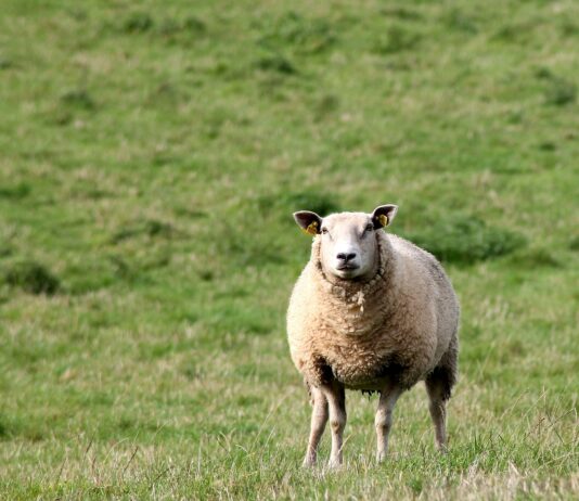 Schafe vernachlässigt: VGT zeigt die BH Hermagor wegen Amtsmissbrauchs an