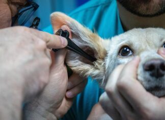 Team Kärnten/Köfer: Tierärzte-Bereitschaftsdienst muss Standard werden