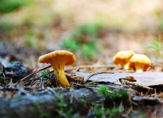 Absturz beim Pilzesammeln: Rettungshubschrauber brachte die verletze Frau in BKH Lienz