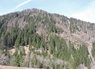 Borkenkäfer – die Herausforderung nach den Schadereignissen!