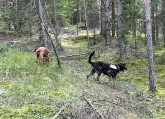 Nächtliche Suchaktion: 56- jährige Frau aus der Gemeinde Nötsch/Gailtal unversehrt aufgefunden