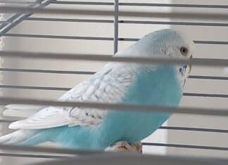 Aufruf: Wellensittich-Witwe in Nötsch sucht Gefährten