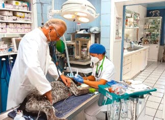 Warum die Zahnpflege auch bei unseren Vierbeinern wichtig ist!