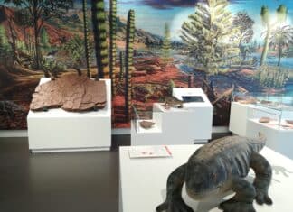 Kötschacher Landsaurier als älteste Saurierfossilien Österreichs bestätigt