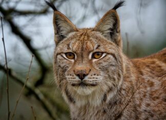 Illegaler Abschuss eines Luchses in Kärnten
