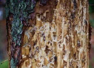 Osttirol und Oberkärnten: Borkenkäfersituation weiterhin kritisch