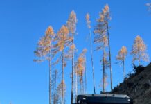 Hasslacher Hermagor: Lkwfahrer/in und Rundholzplatz-Mitarbeiter/in gesucht