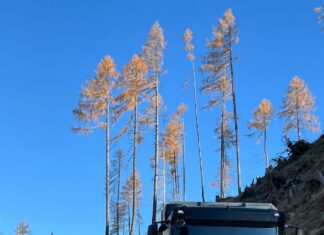 Hasslacher Hermagor: Lkwfahrer/in und Rundholzplatz-Mitarbeiter/in gesucht