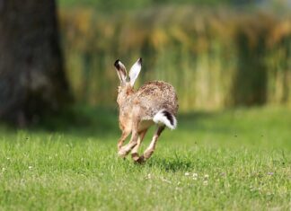 „Hasenpest“ in Kärnten angekommen
