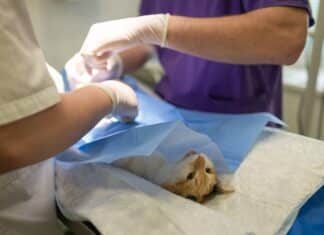 Kleintier-Notdienst: Wo bleibt die Tierärztekammer?