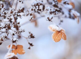 My Garden – Macht Ihren Garten winterfest!