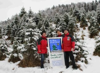 Echte Kärntner Christbäume bereiten mehr Freude