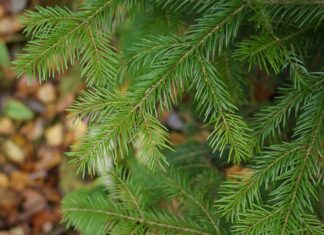 Schappen: Kinder wünschen heute Glück und Gesundheit