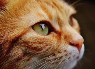 Katzenkastration: Aktion steuert neuen Höchstwert an