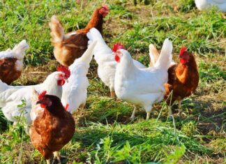 Bestätigter Vogelgrippe-Fall bei Kärntner Hobby-Hühnerhalter