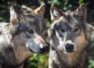 Petition für Herdenschutz statt Wolfsabschuss