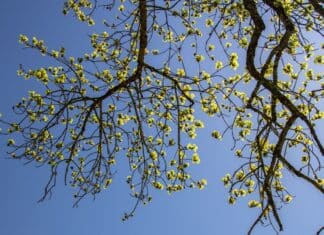 9- jähriges Kind durch umstürzenden Baum verletzt