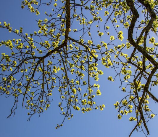 9- jähriges Kind durch umstürzenden Baum verletzt