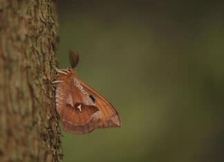 Naturspaziergang am 1. Mai: Beobachtung des Nagelflecks und Frühlings-Schmetterlinge