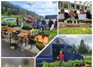 Die Marktgärtnerei Lichtenhof lädt zum Bio Jungpflanzenmarkt in Nötsch ein!