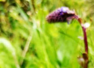 Kärntner Wulfenia: Bald erstrahlt sie wieder!